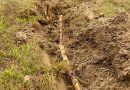 The Unseen Benefits of Root Barriers